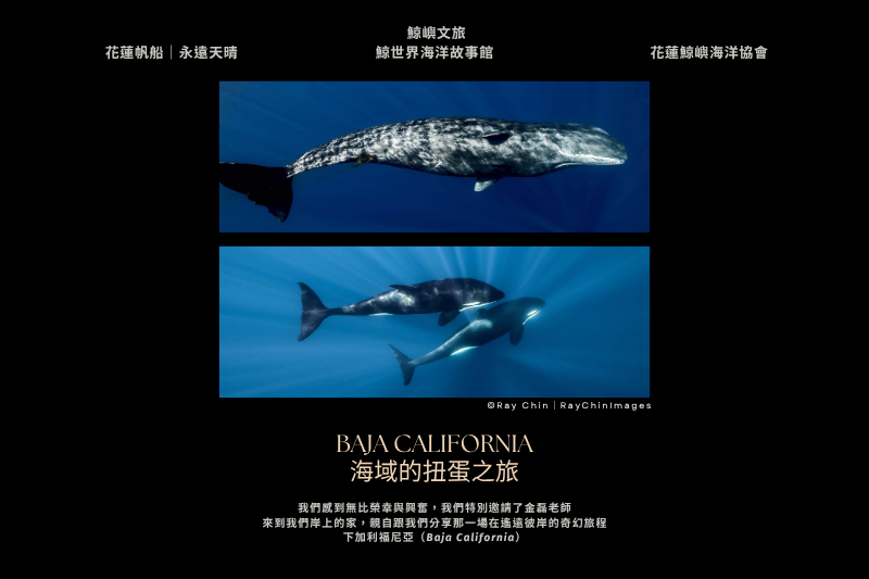 【海洋故事分享會：Baja California 海域的扭蛋之旅】